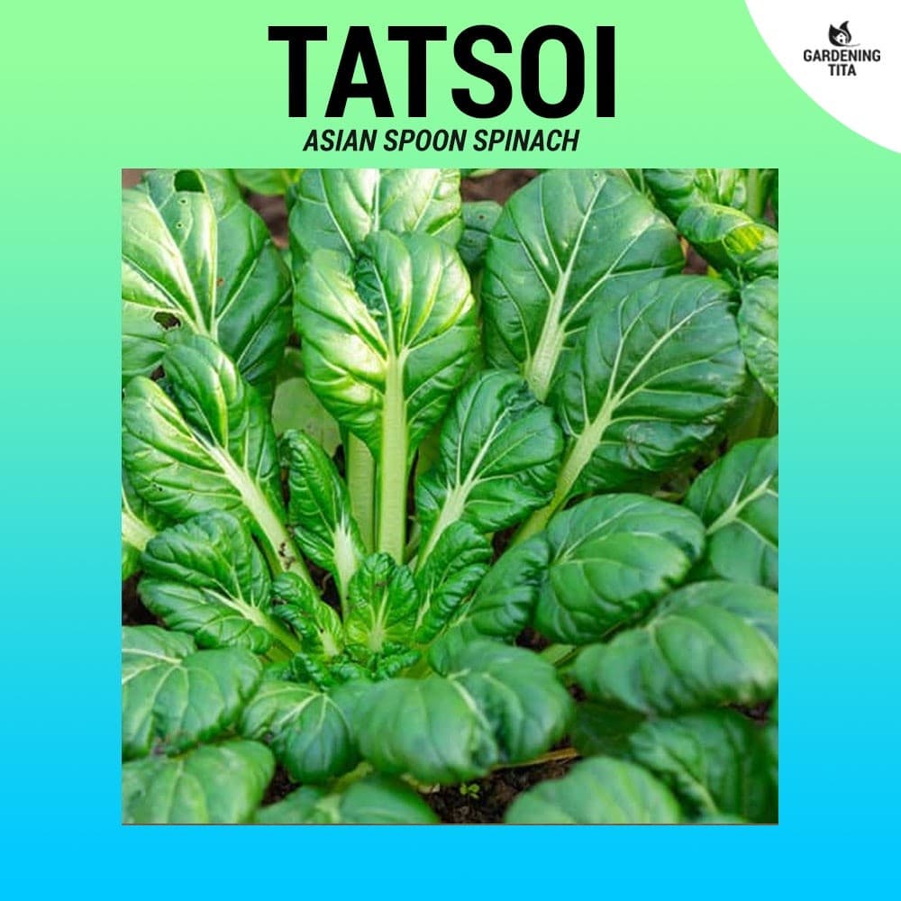 Sementes de Espinafre Tatsoi (Couve Asiática) Alta Germinação 200–500 Sementes para Horta | Folhas Verdes