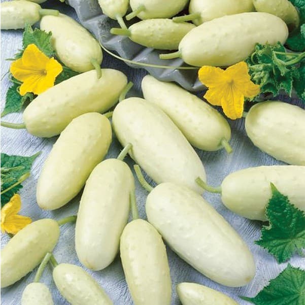 Sementes de Pepino Branco 200/500pcs | Hortaliça para Horta e Jardim | Alta Germinação | Fácil Plantio