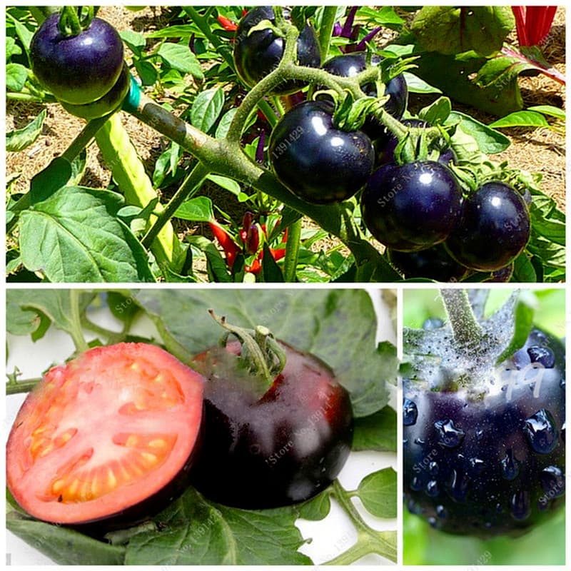Sementes de Tomate Preto 200/500pcs Alta Germinação | Sementes de Vegetais para Horta Jardim Plantio Fácil
