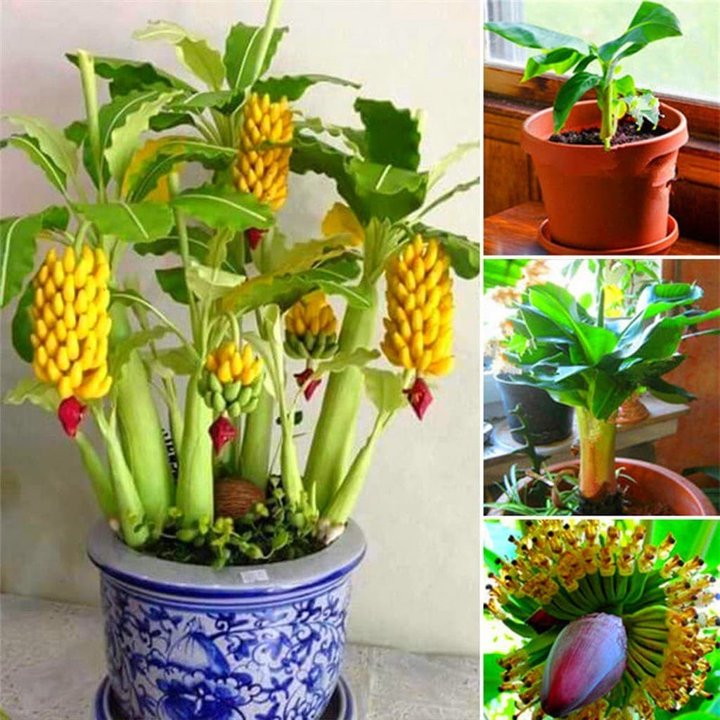 30 Sementes De Mini Bananeira Comestível Bonsai Menor Frete rápido ll