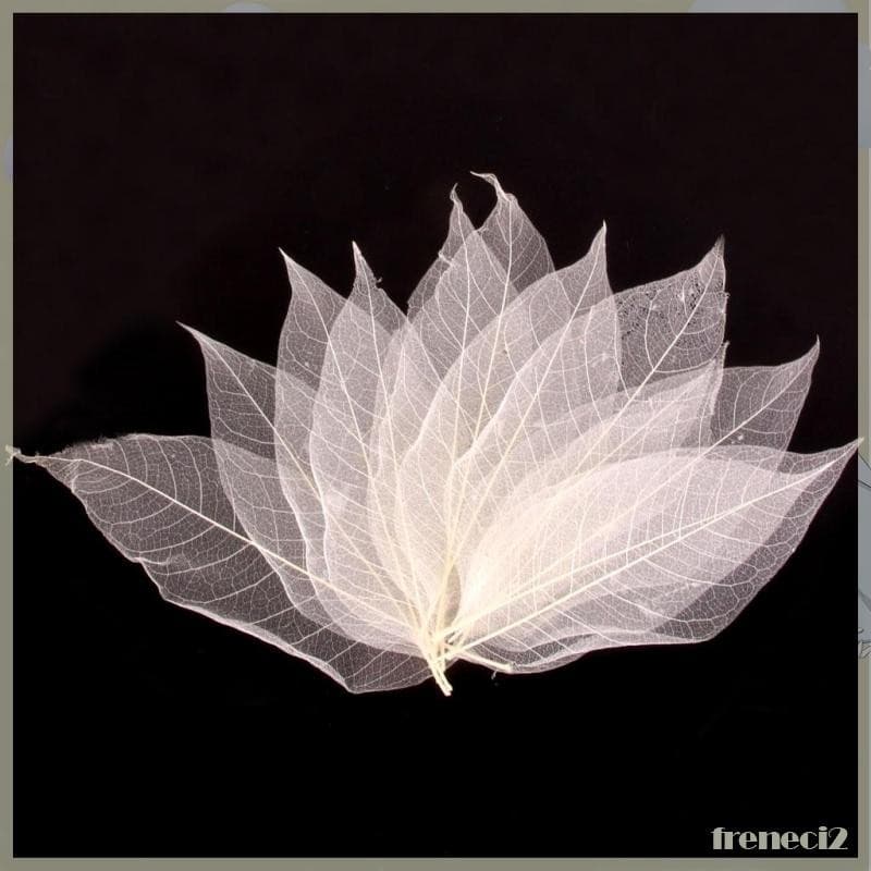 [Freneci2] Pacote De 50 Folhas Grandes De Esqueleto/13-15cm/Natural/Embelezamento/Branco/Cartão
