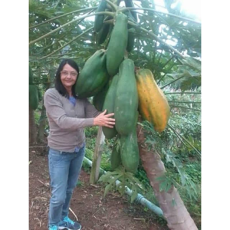 10 Sementes Mamão Gigante