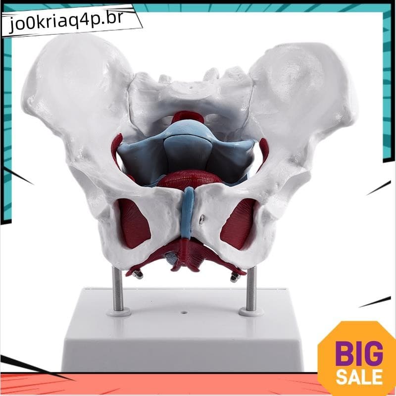 Modelo Feminino De Pelve E Órgãos Reprodutivos , Bexiga Feminina , Reabilitação Muscular Do Assoalho Pélvico , Anatômico