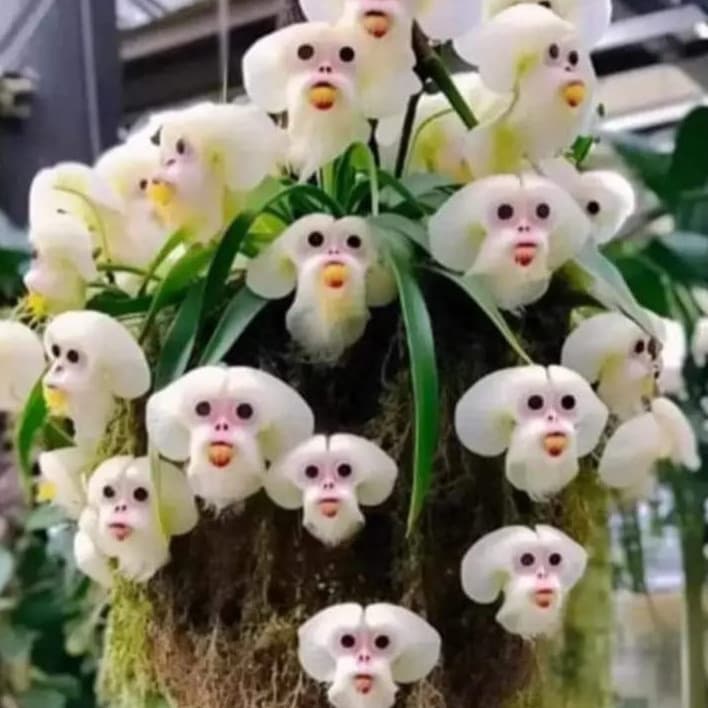 500 sementes de orquídea cara de macaco - Mico t4 hg vx envio rápido