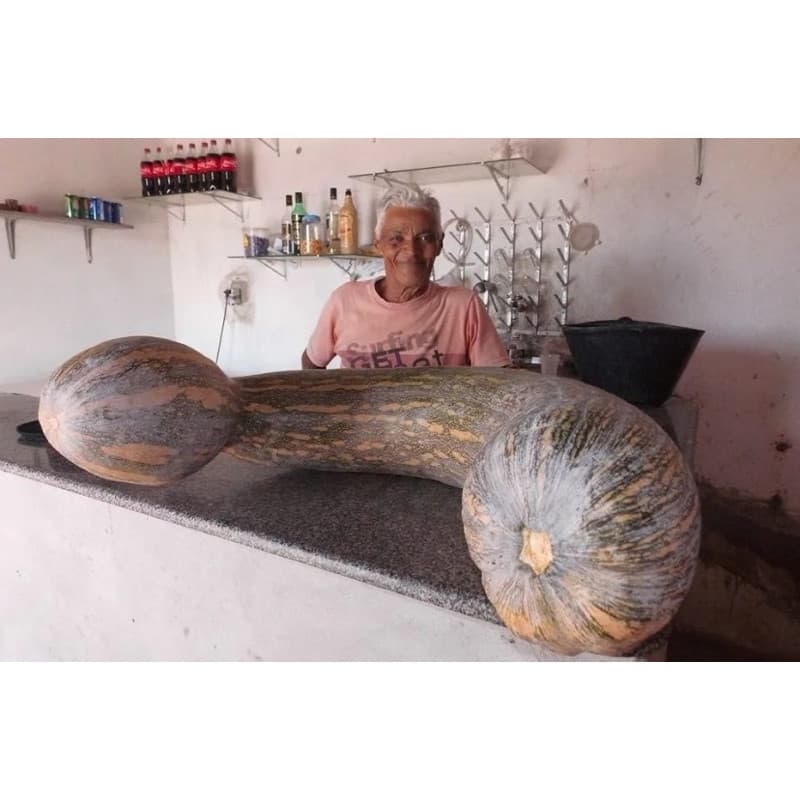 30 Sementes Da Abóbora Menina Rajada Seca A Gigante | ENVIO RÁPIDO!!!