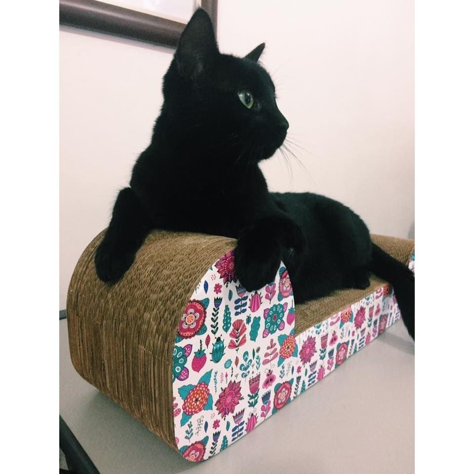 Brinquedo Arranhador Pet Star Japão