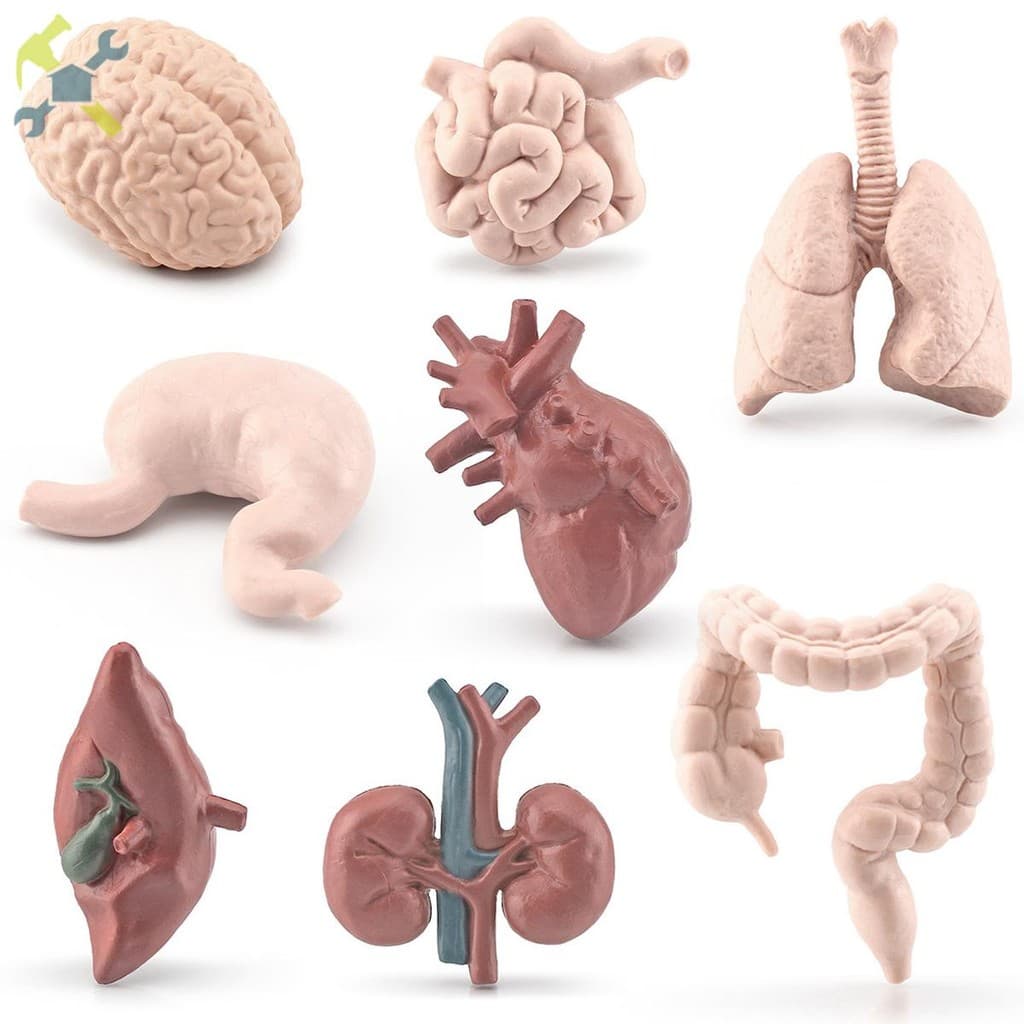 Modelo De Órgãos Do Corpo Humano , Educacional De Anatomia Para Crianças Com Mais De 3 Anos SHOPTKC0265