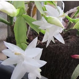 100 Sementes De Flor De Maio branca 8w