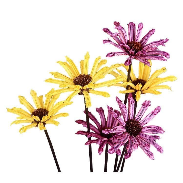 Flores de gergelim secas reais, materiais florais frescos e simples para decoração de fotos, venda por atacado em pequen