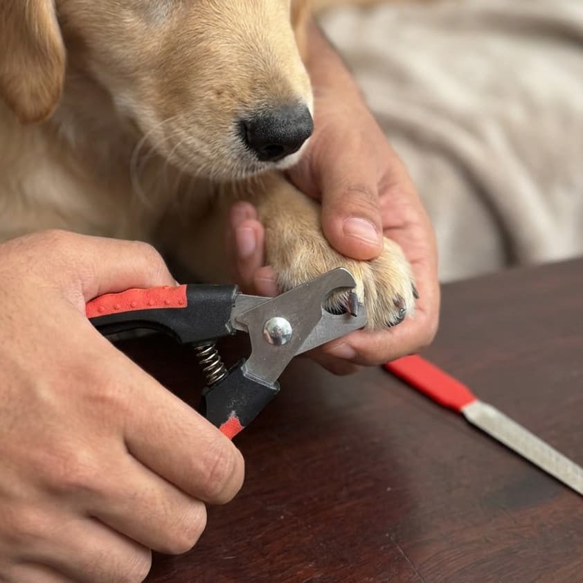 Kit Cortador de Unhas Para Pets com Lixa — Segurança, Precisão e Conforto