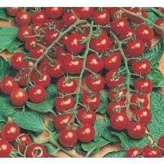 Liolin Garden 200 sementes 400 sementes 1000 sementes de Tomate Hibrido Pepita Super Doce Saboroso Hortas Saladas