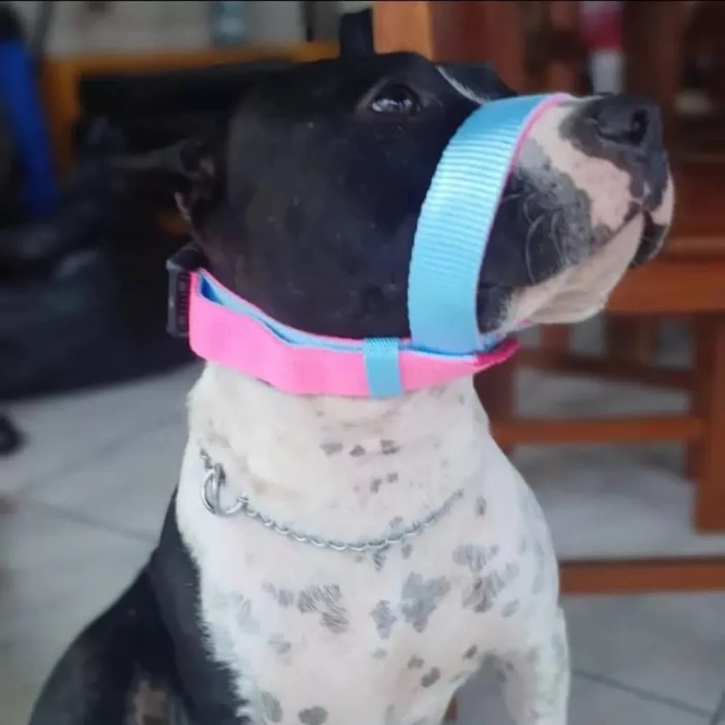 NOVA I Focinheira Pet Ajustável Cachorro Cão Bravo Medio Grande Porte Pitbull Resistente
