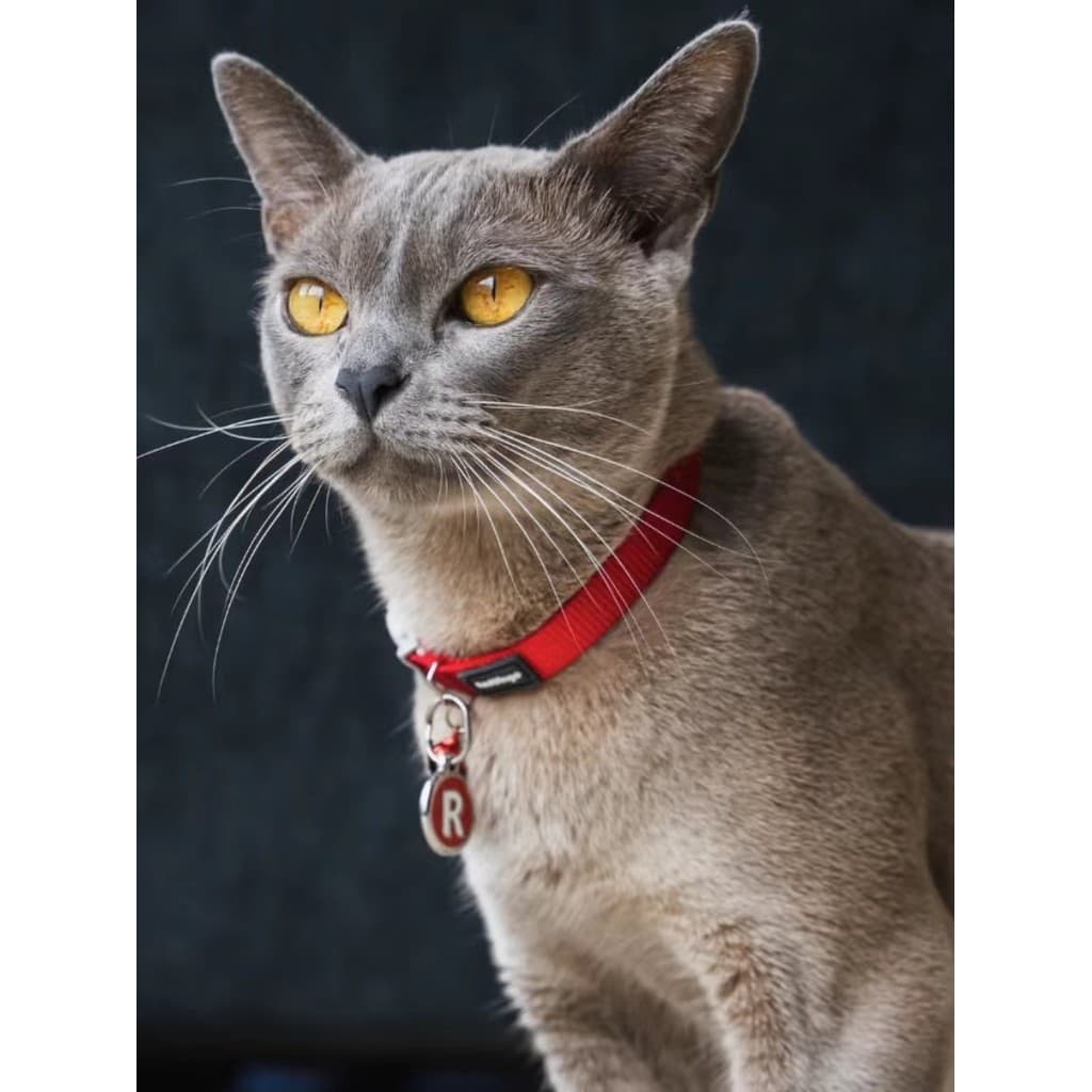 QZee Austrália Reddingo Coleira de gato Anti-sufocação Reddingo Dog Nylon Bell Fivela de segurança Coleira de gato linda