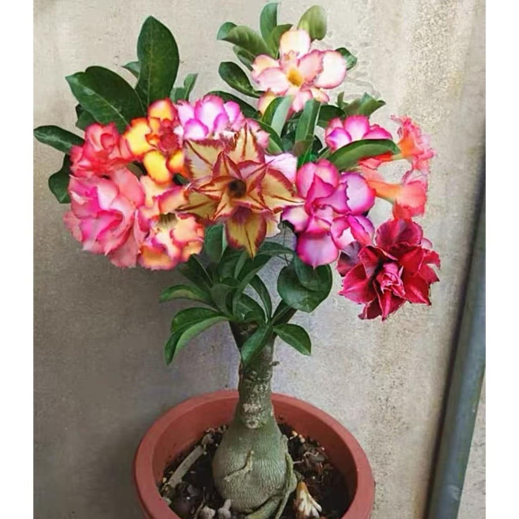 C-1 10 Sementes Coloridas De Rosas Do Deserto AII B