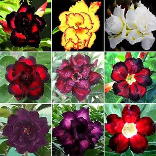 ARARA Mix Rosa do Deserto Sortidas raras Triplas e Dobradas 5 sementes