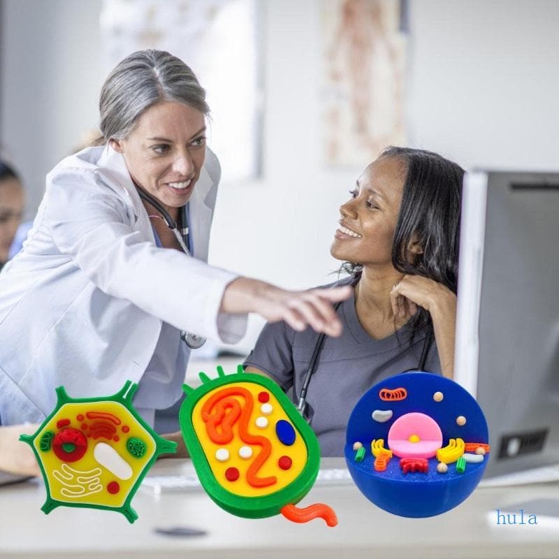 Modelo Educacional Anatomia Células Animais E Para Demonstração Ensino
