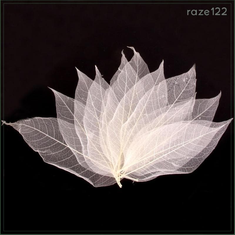 [Raze122] 50 Unidades De Folhas De Esqueleto Natural , Papel Artesanal , Scrapbooking , Presente De Convite De Casamento
