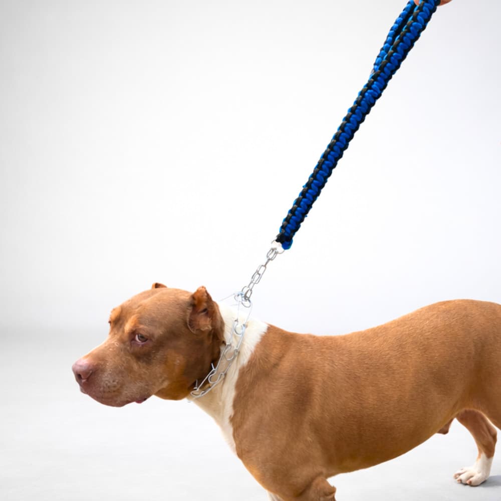 Coleira Prong Collar com Pino Regulável + Guia Super Reforçada para Cachorros Fortes e Grandes - Pit Bull, Pitbull