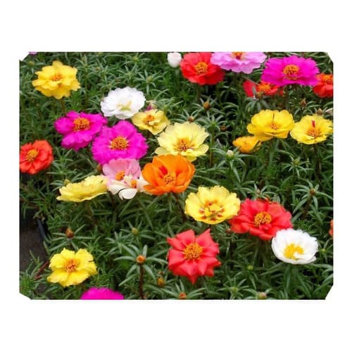 1200 Sementes Flor 11 Horas Raras Vermelha Amarela Rosa