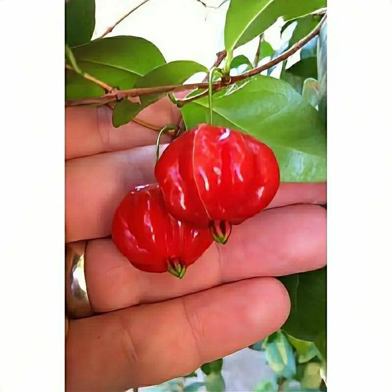 Sementes PITANGA Pitangueira GIGANTE doce plante Horta vaso OFERTA #2