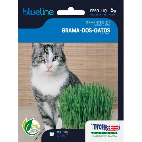 Grama Dos Gatos A Verdadeira 4500 Sementes Para Plantio +nf