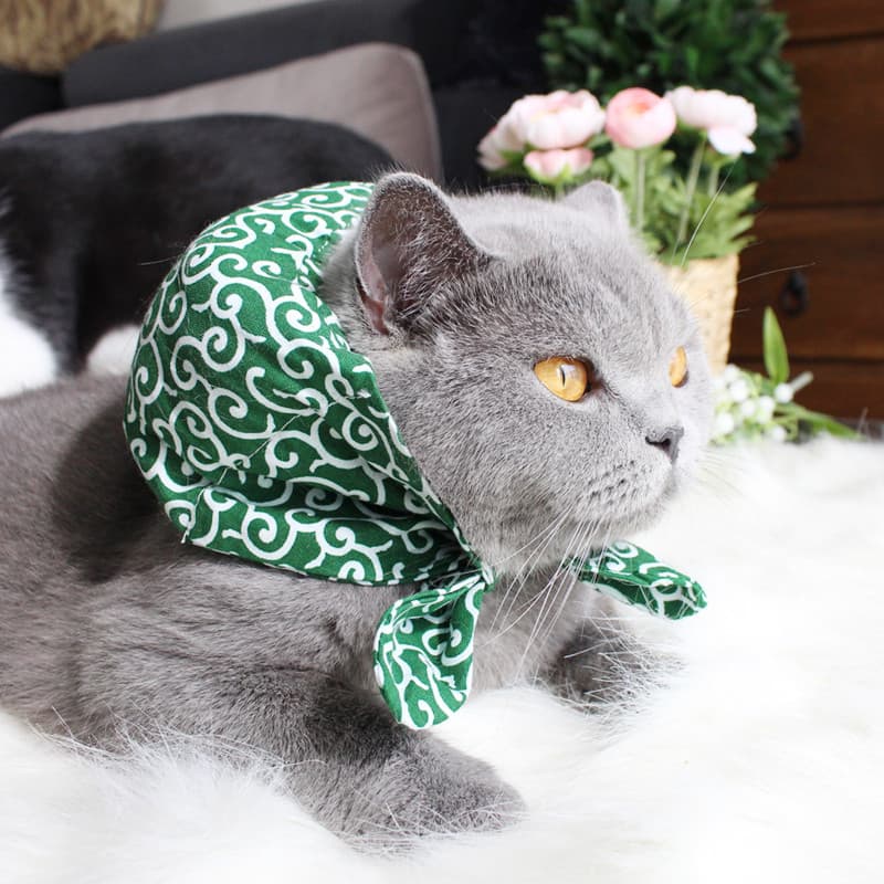 O mestre quer sair ~ babador para cachorro de estimação, babador para cachorro, gatinho curto inglês, venda de carga peq
