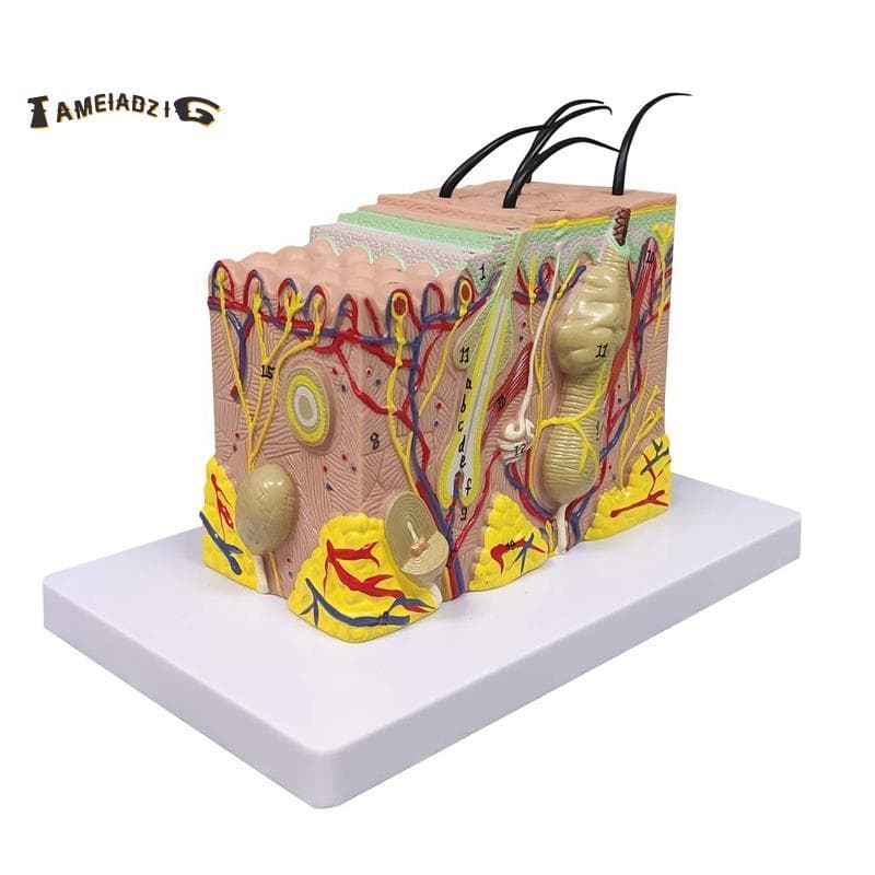 Modelo De Pele , Anatomia De Anatômico Ampliado 35X Para Ensino De Exibição De Estudo Em Sala De Aula De Ciências