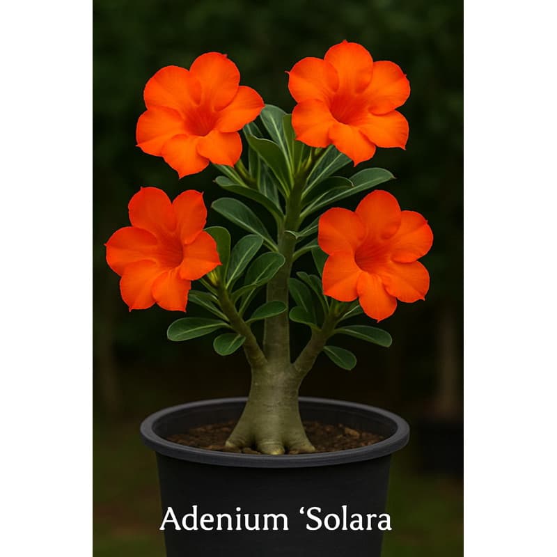 Rosa do Deserto Adenium ‘Solara’ – Flor Laranja Rara e Exclusiva – Coleção Premium