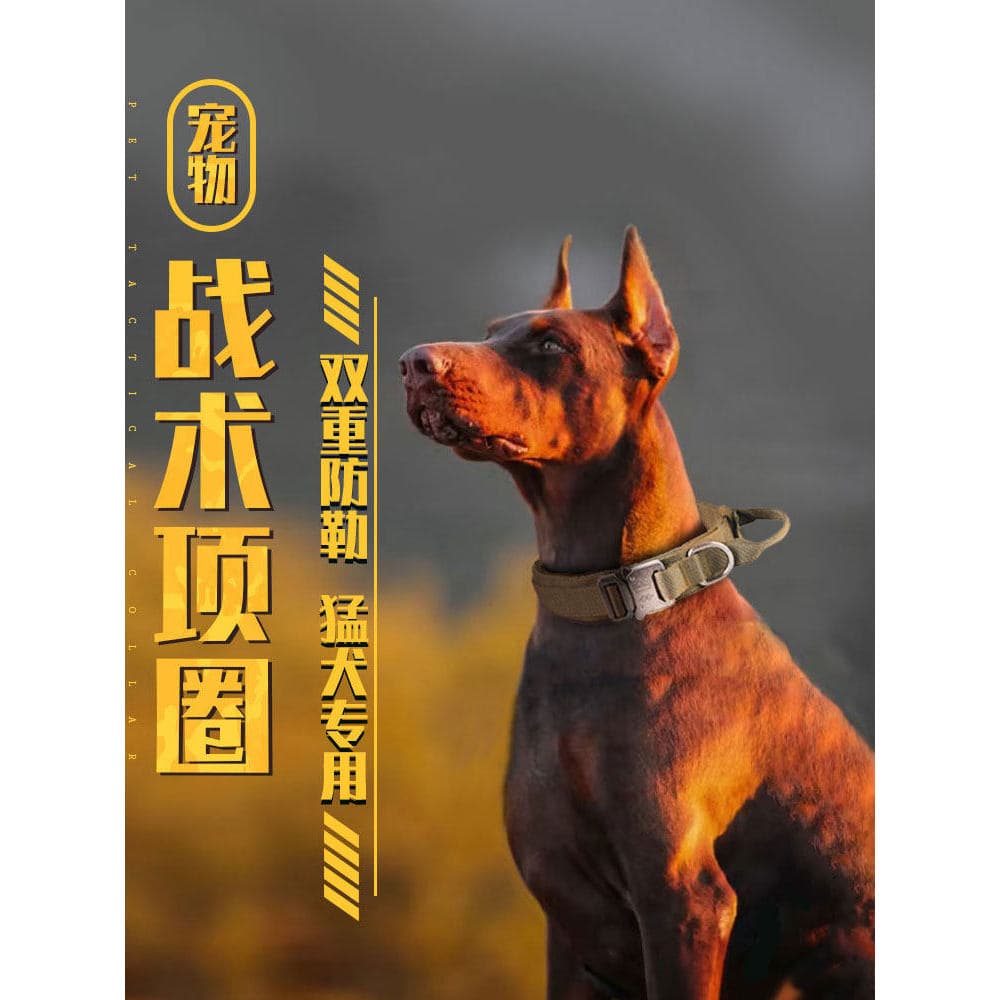 Coleira de cachorro em grande escala, coleira de cachorro à prova de explosão, corda de tração Okinawa, conjunto de cole