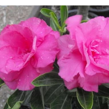 ARARA Sementes rosa do Deserto pink -1DC