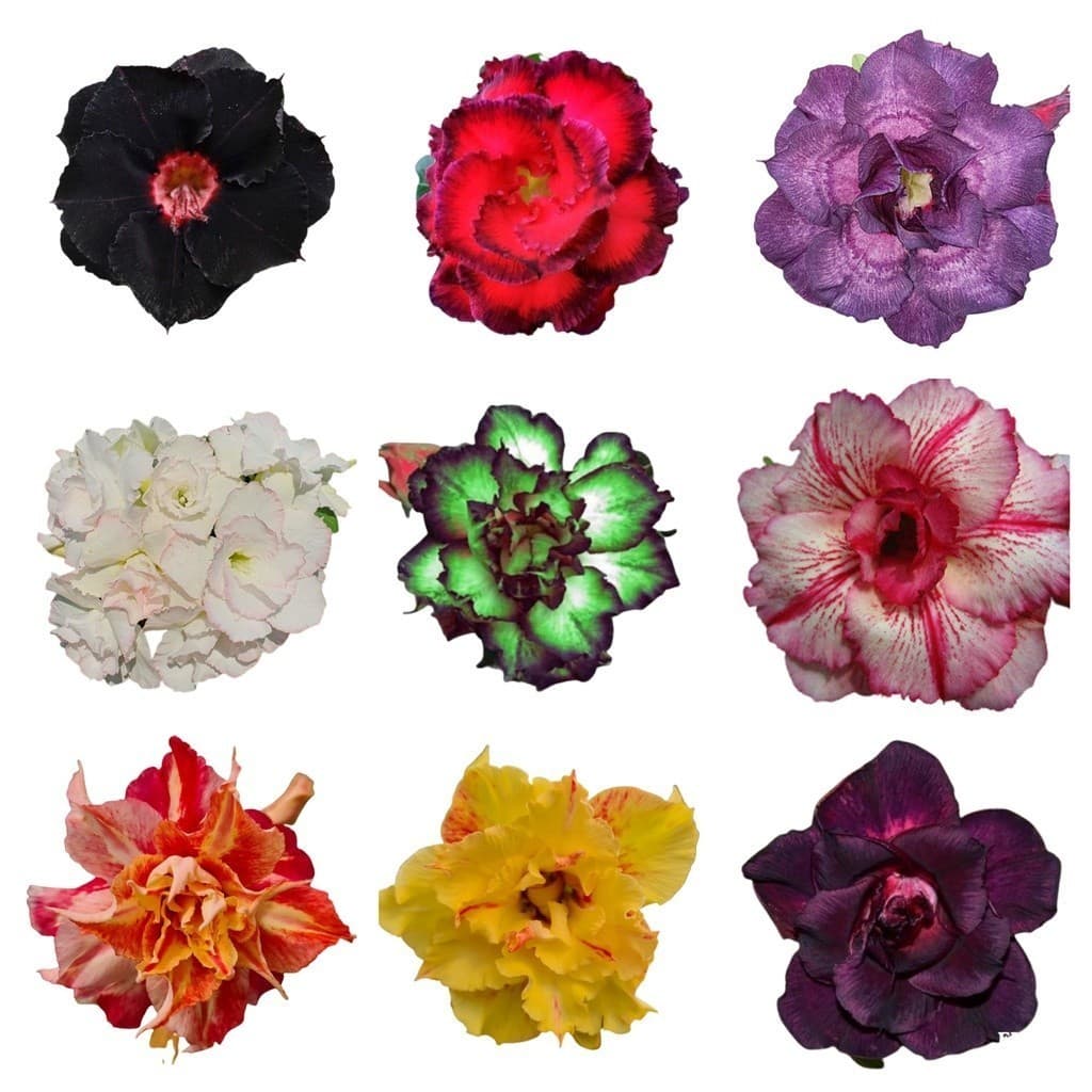 Kit 70 Sementes Rosas Do Deserto Mix Para Mudas Frete Gratis