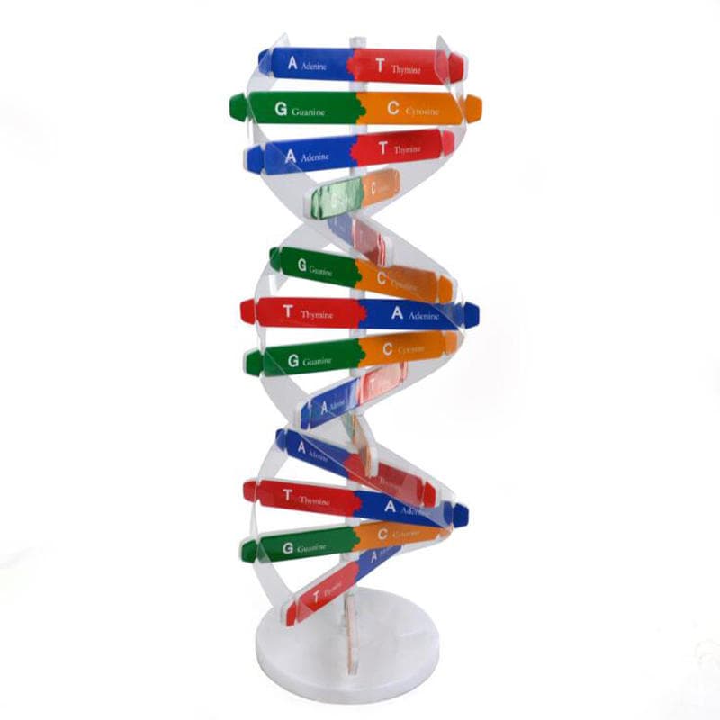 2026 Novo Modelo De DNA De Brinquedo Científico , Moldura Decorativa Em Espiral Dupla Montada , Assistência De Aprendiza