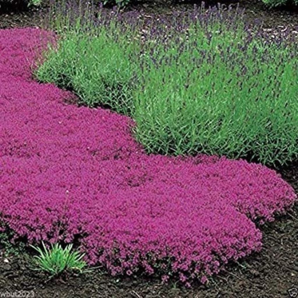 1000 Sementes de Tomilho Rasteiro Roxo (Thymus serpyllum) | Erva Aromática | Jardim, Vasos e Horta