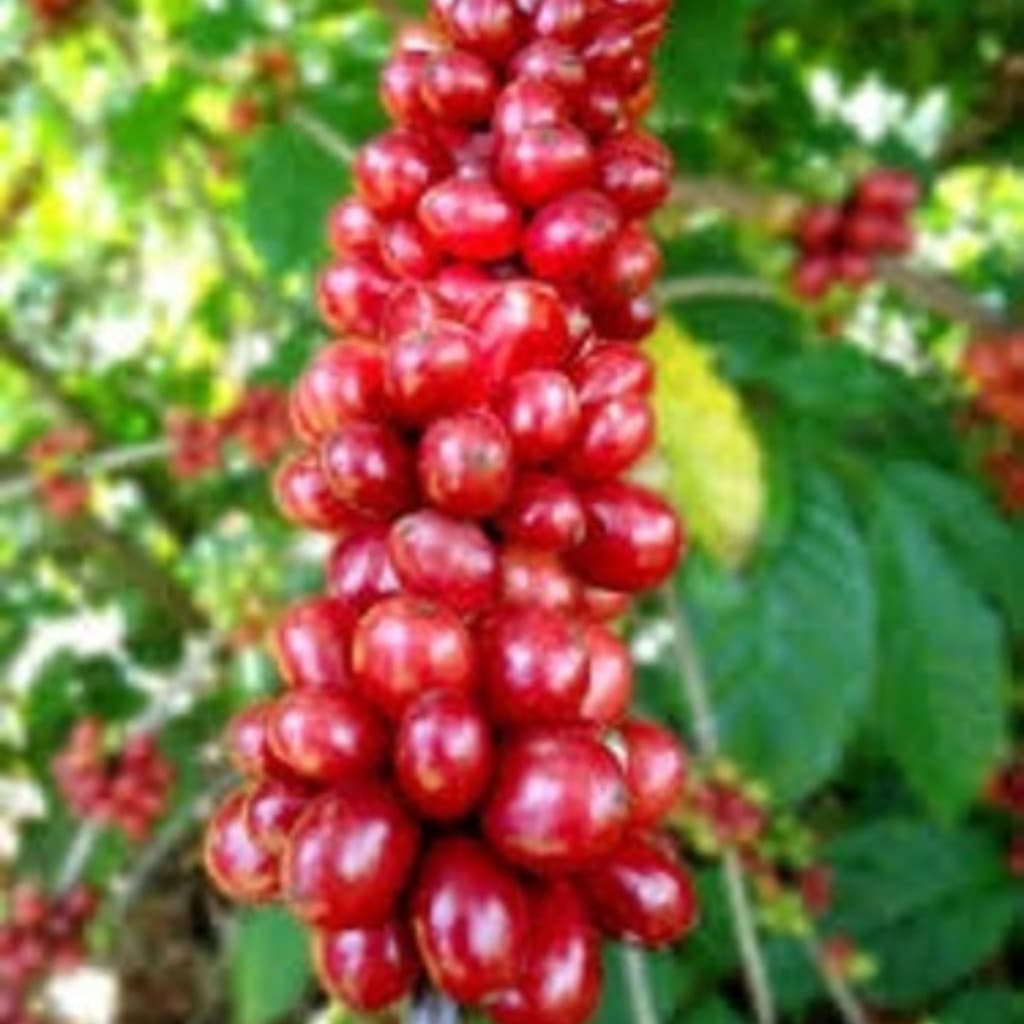 Sementes de Café Arábica 1000 Unidades para Plantio | Alta Germinação | Para Mudas e Horta em Casa