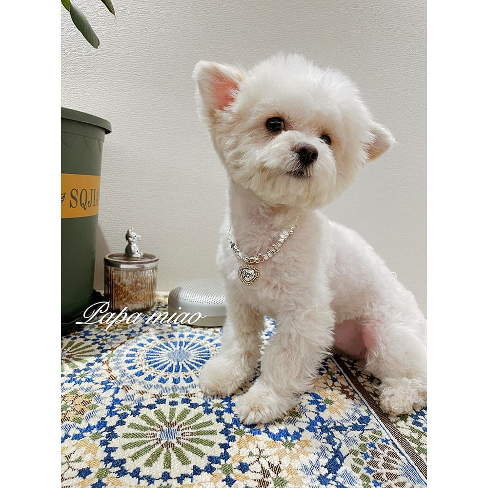Animais de estimação gatos cães colares Teddy especial nacional na moda Irregular prata colares prata esmagamento vários