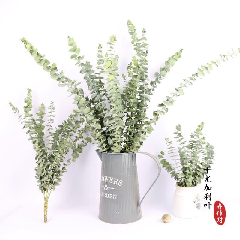 Fabricante de folhas de eucalipto naturalmente secas, venda por atacado de flores secas, folhas de milheto, materiais pa
