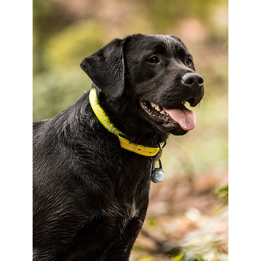 QZee alta resistência LED cão andando luz longa bateria vida colar luminoso pingente fivela gancho piscando Pet noite co