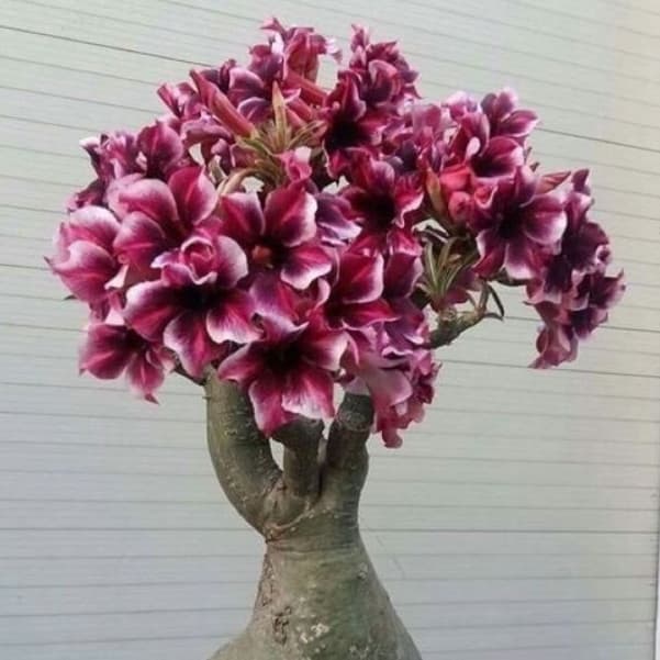 sementes Rosa do Deserto Barbie Girl AII (3 Sementes)