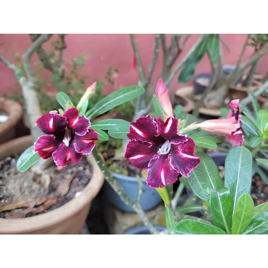 C-1  De Rosa Roxa Do Deserto AII B (10 Sementes)
