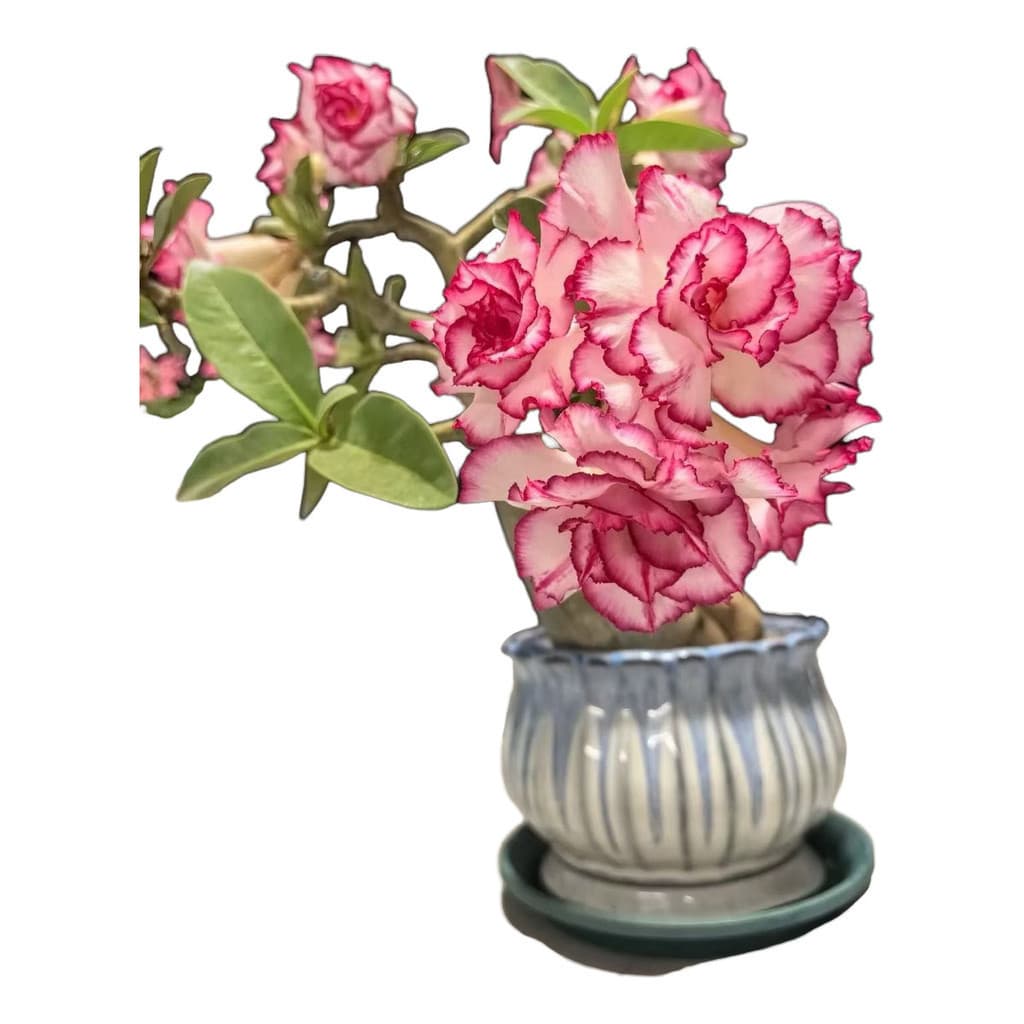 Rosa Do Deserto Pink Angel (10 Sementes)