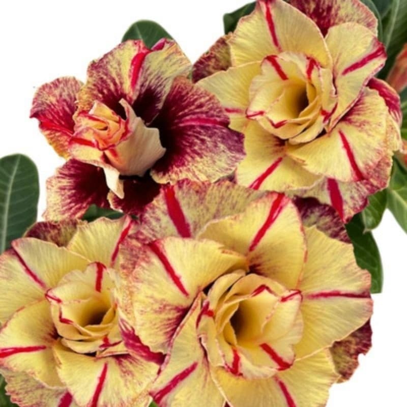 Rosa Deserto ts 480 (10 Sementes)