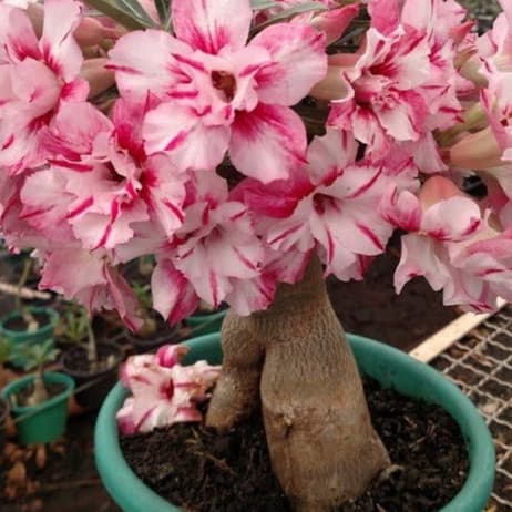 sementes rosa do deserto Gigante (3 Sementes)