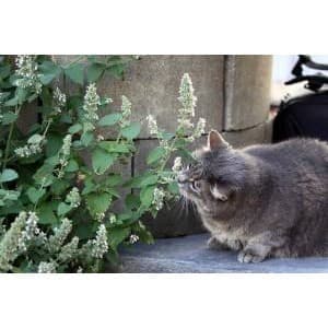 Liolin Garden 50 sementes 50 sementes 100 sementes de Erva dos Gatos Catnip  1 Envelope