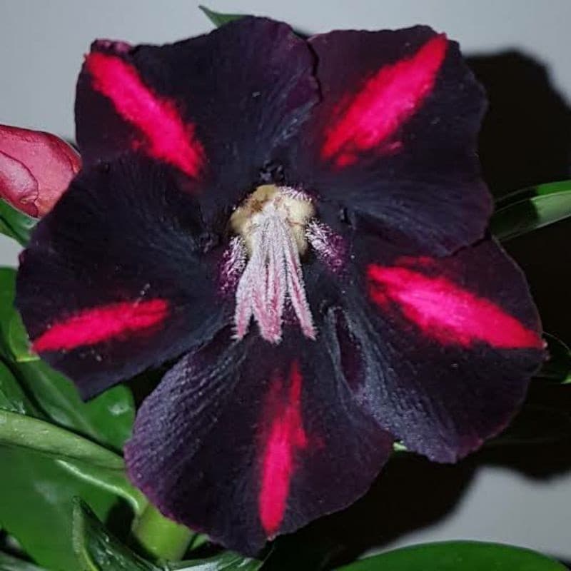 Rosa deserto viúva negra jardim (20 Sementes)
