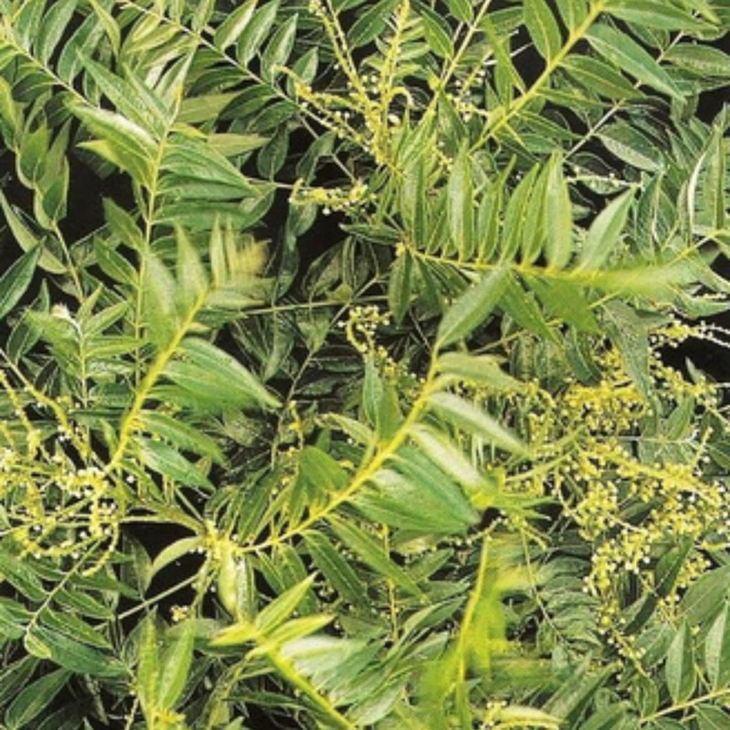 Sementes de Timbó 1000 Unidades | Semente Natural para Plantio | Alta Germinação | Jardim, Horta e Paisagismo