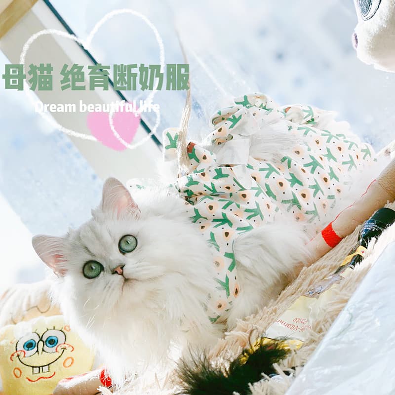 Roupas de esterilização para gatos Roupas femininas para esterilização de gatos Roupas cirúrgicas Roupas de desmame Verã