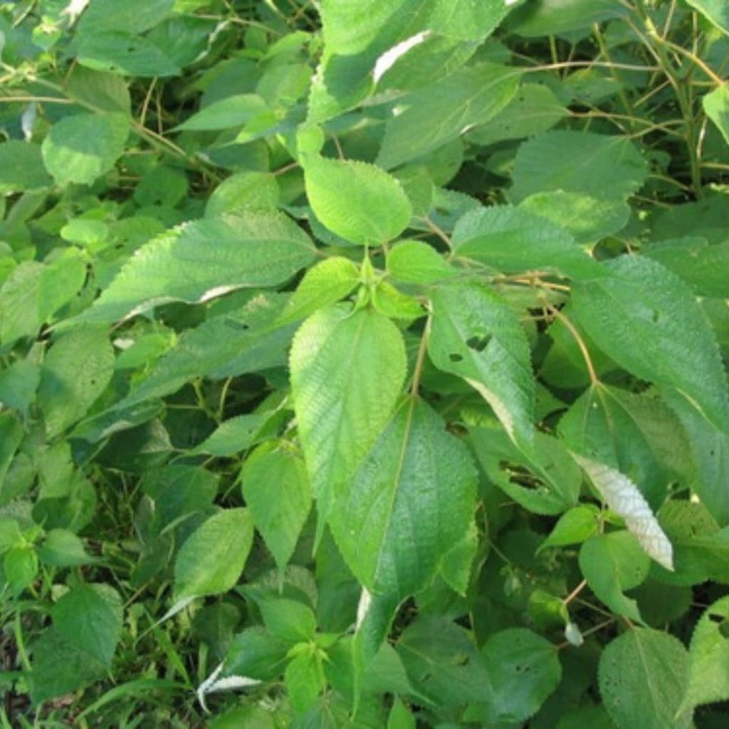 200 Sementes de Rami para Plantio | Fibra Natural | Alta Germinação | Para Horta e Jardim