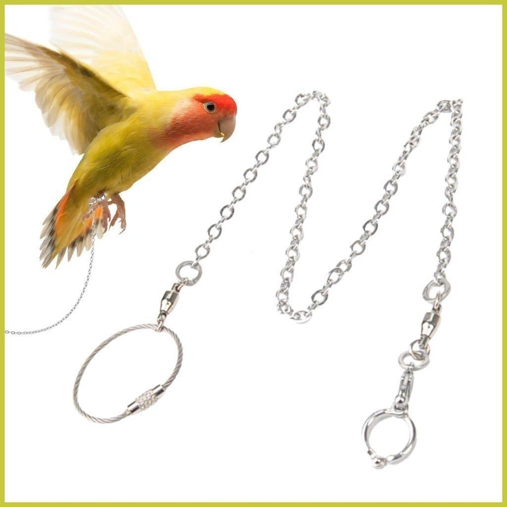 Trela De Tornozeleira De Papagaio Anel Anti-Off Anklet Para Pardal Arreios De Aço Inoxidável Leash Bird Training gelat2b