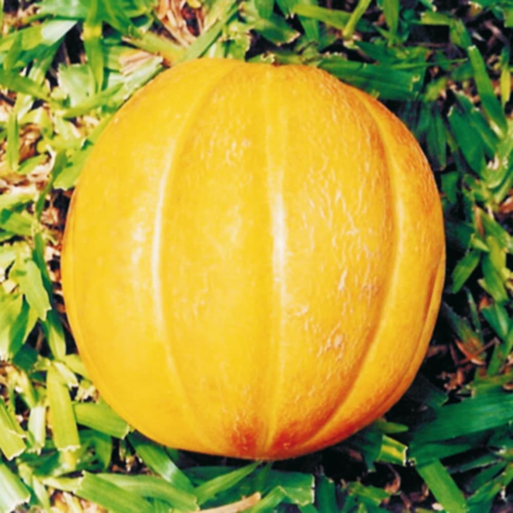 Sementes de Melão Redondo Gaoqiao 1000 Unidades Alta Germinação Para Plantio Horta Jardim Fruta Doce