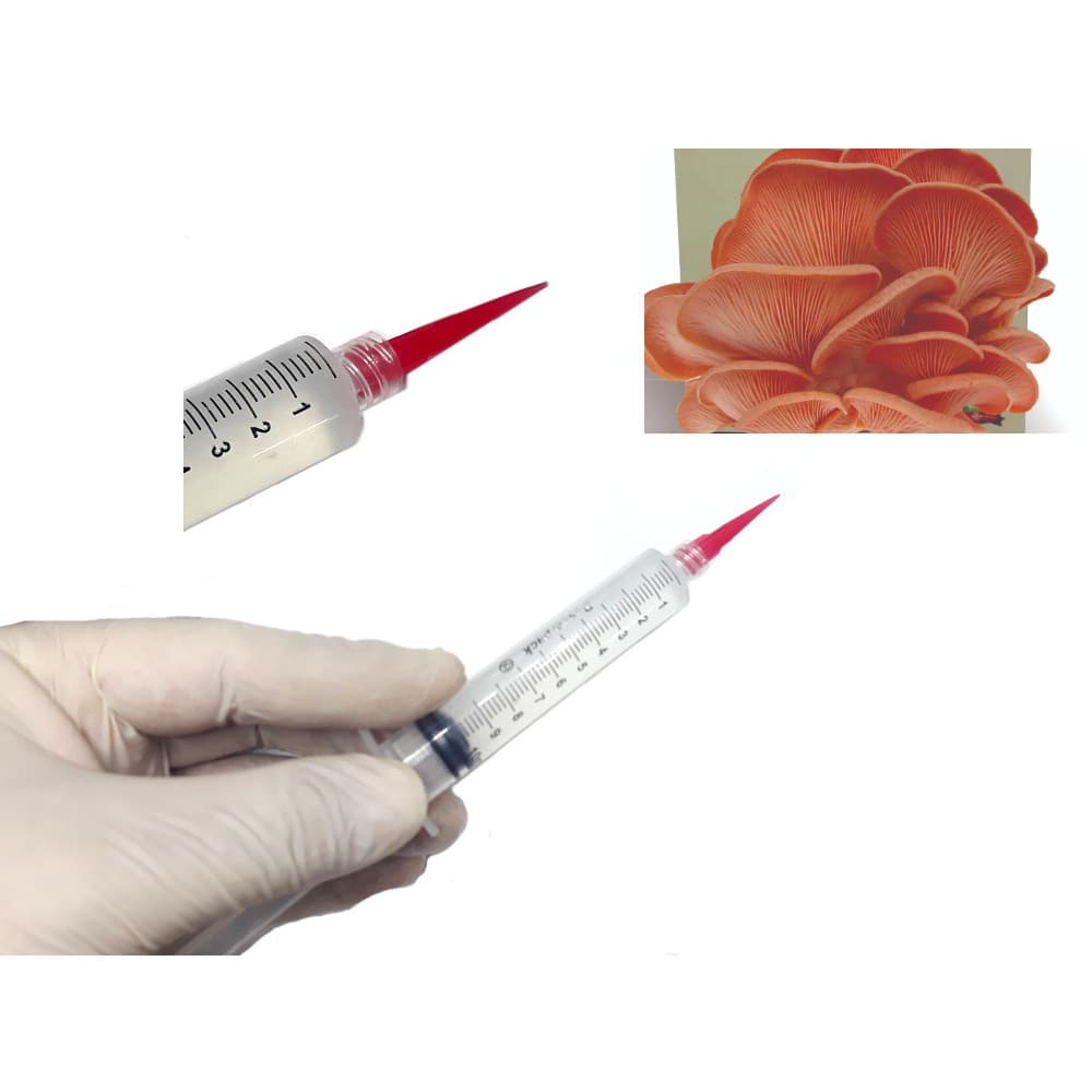 Semente de Cogumelo Shimeji Rosa Pré-Induzido 50%+Rápido